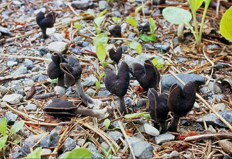 Helvella atra